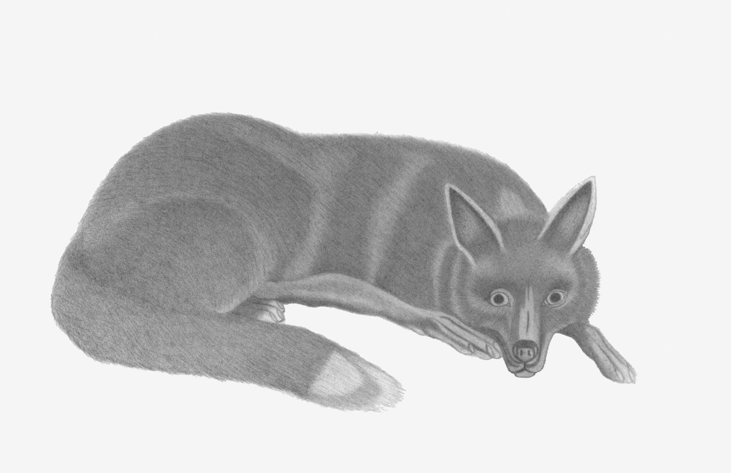 The Black Wolf