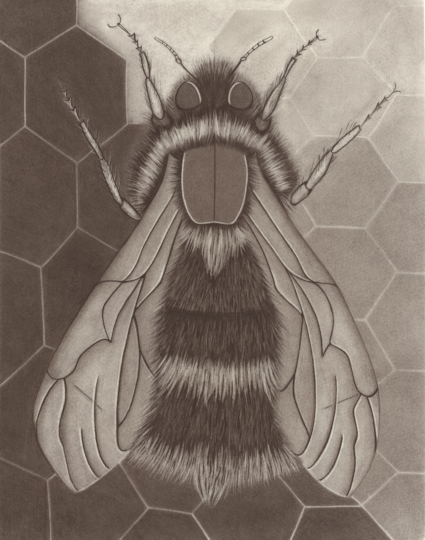 The Bee
