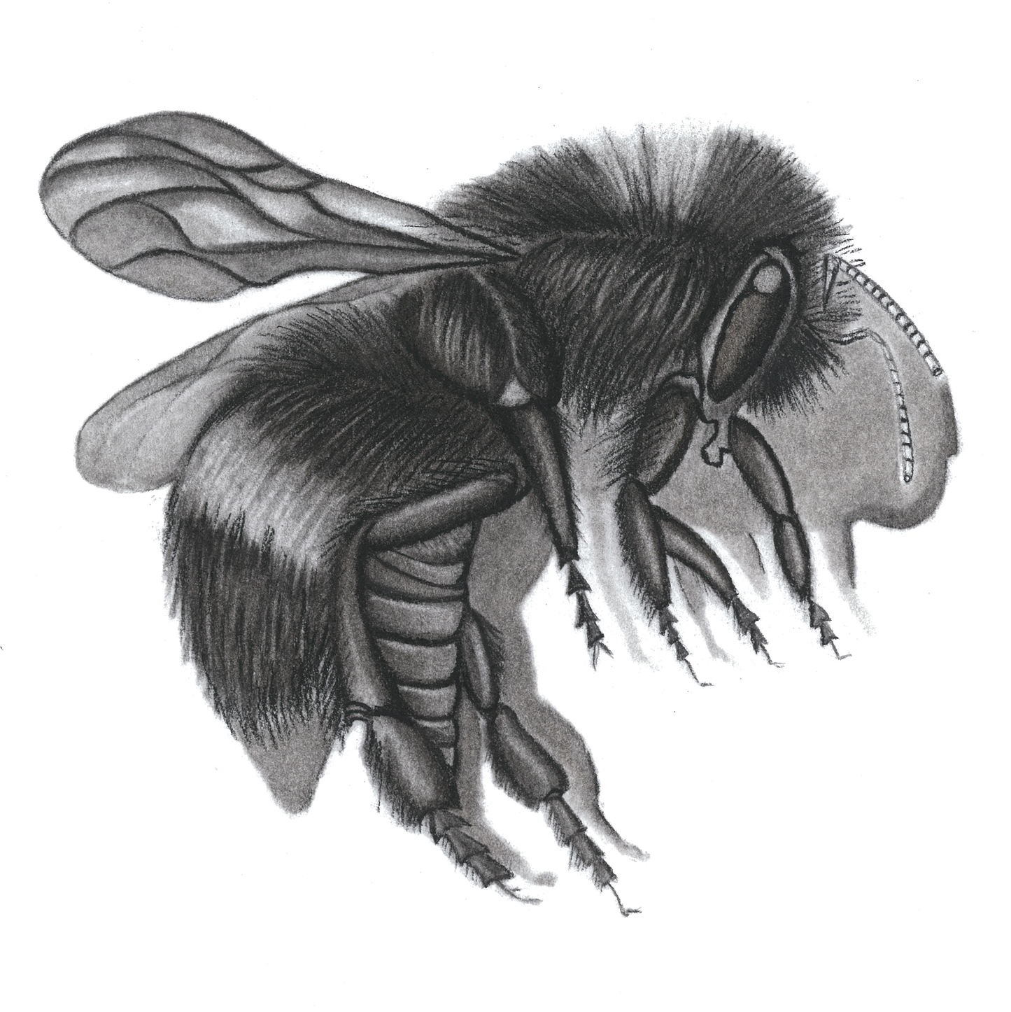 The Little Bee