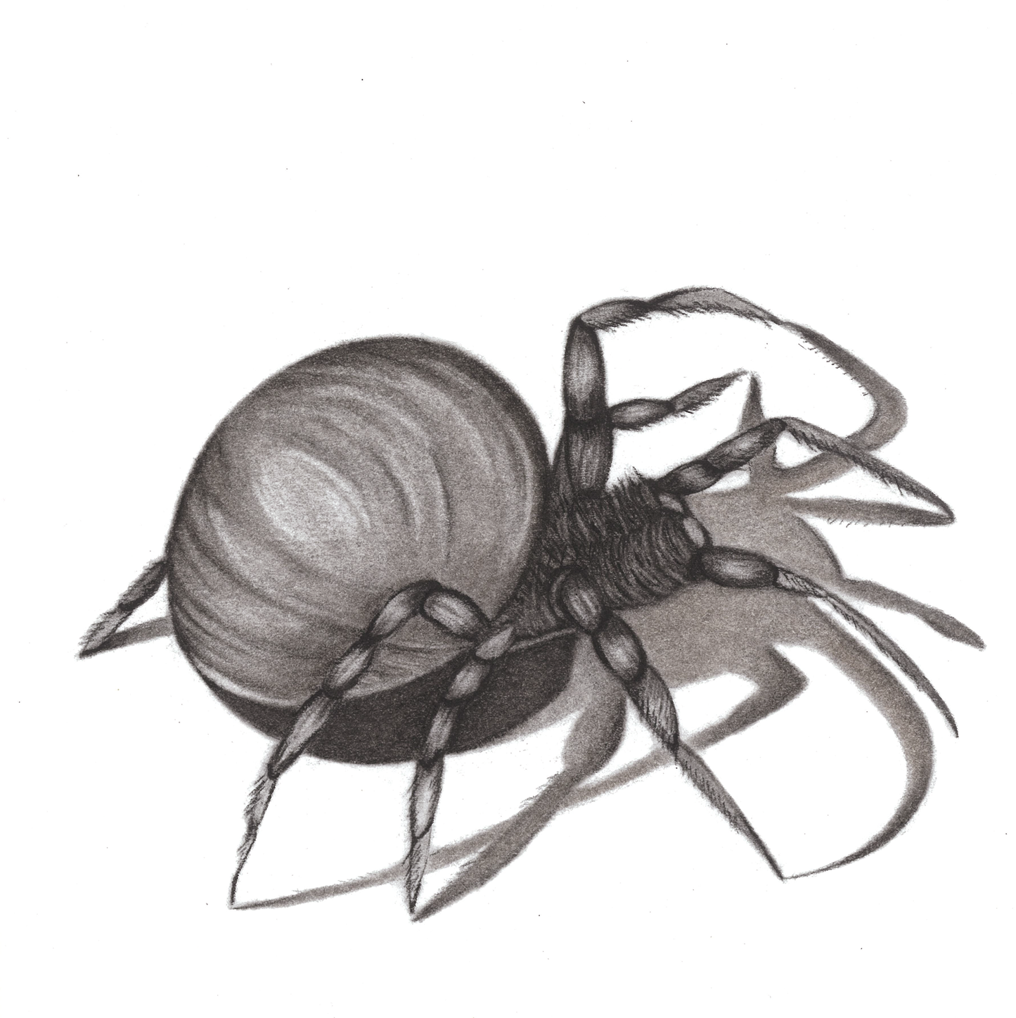 The Little Spider