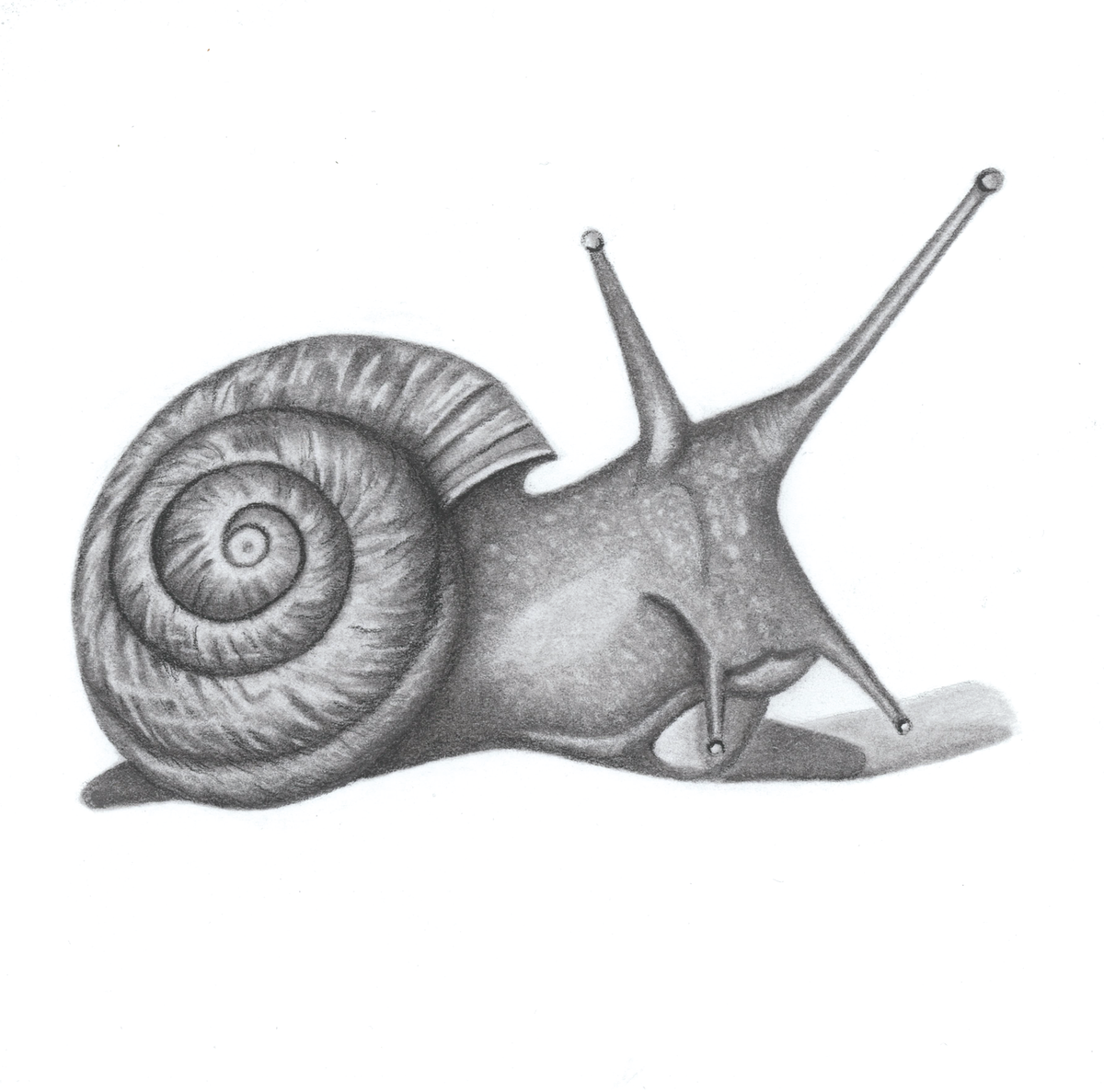The Snail