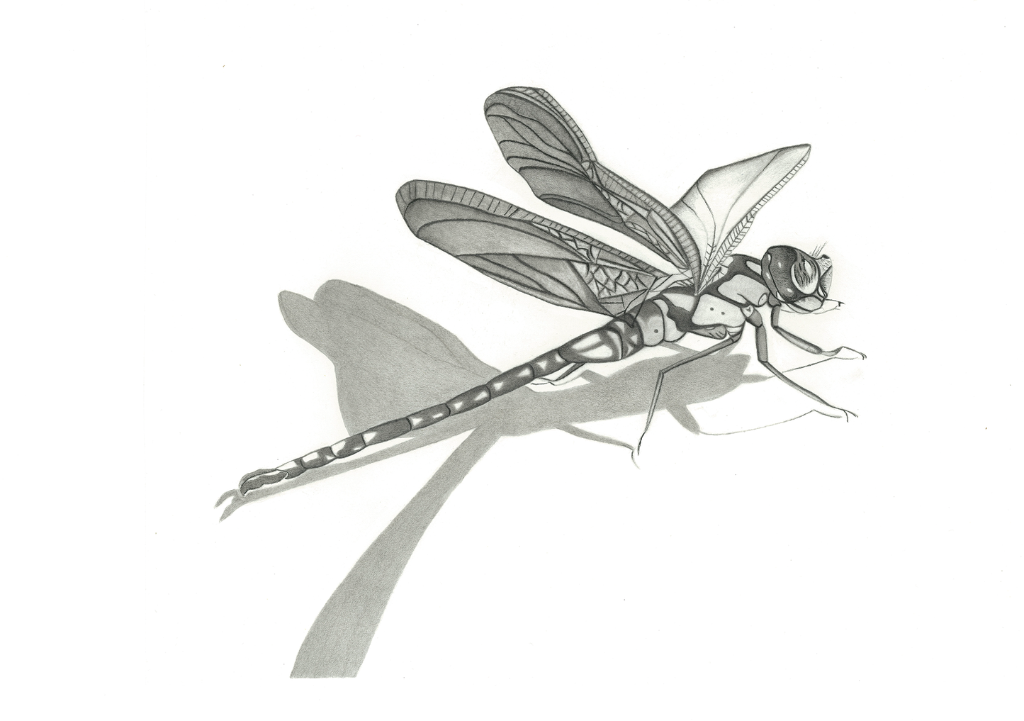 The Dragonfly