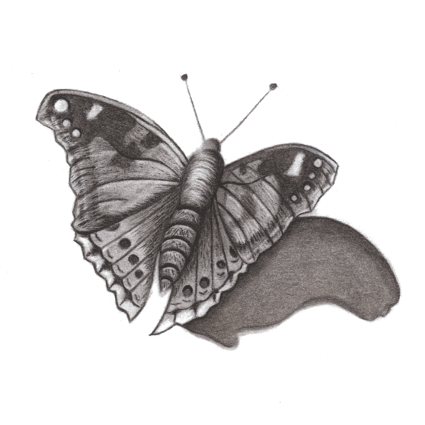 The Butterfly