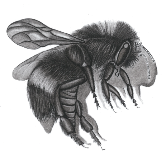 The Little Bee