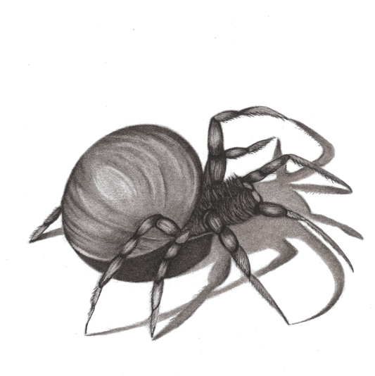 The Little Spider