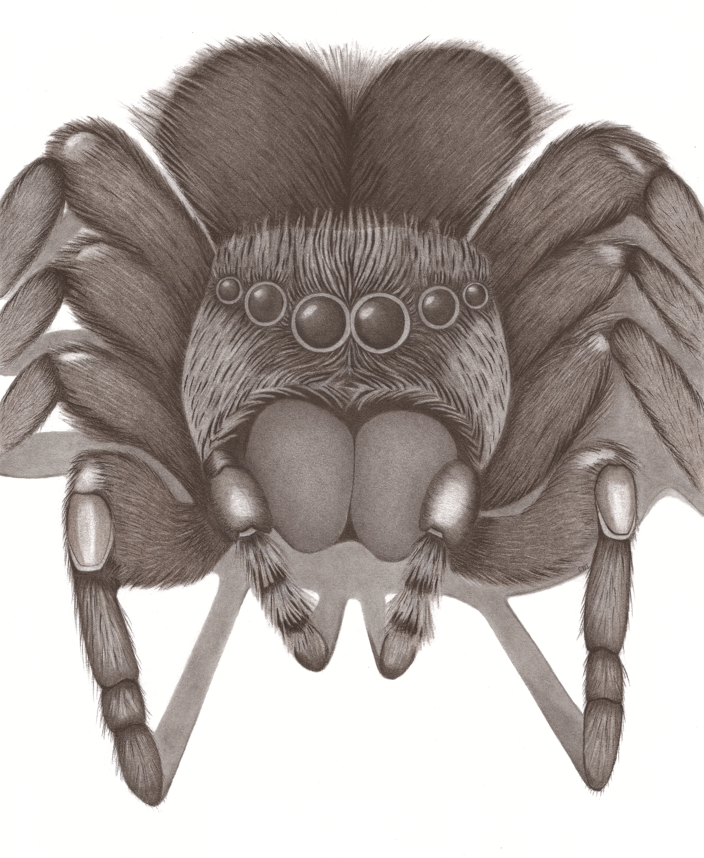 The Big Spider
