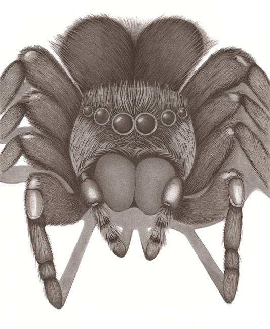 The Big Spider