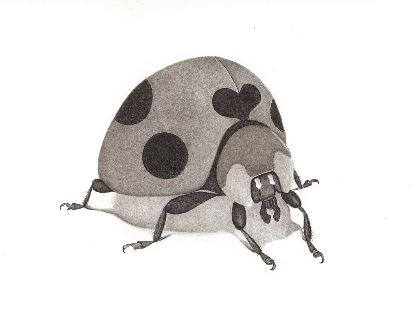 The Ladybug