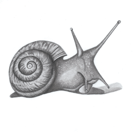 The Snail