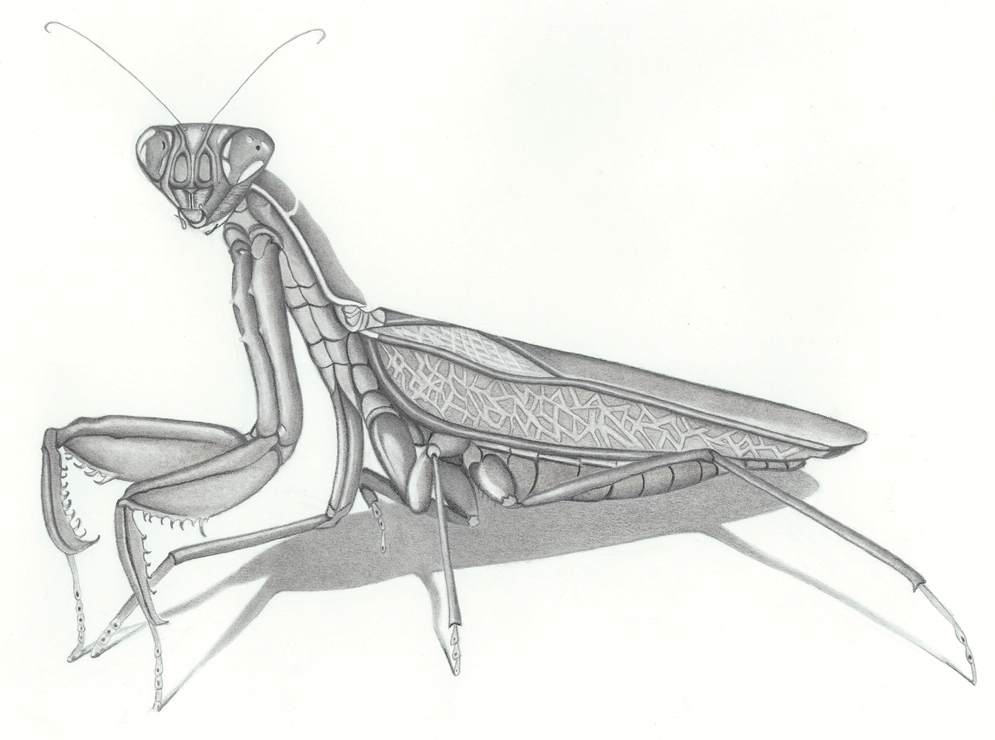The Preying Mantis