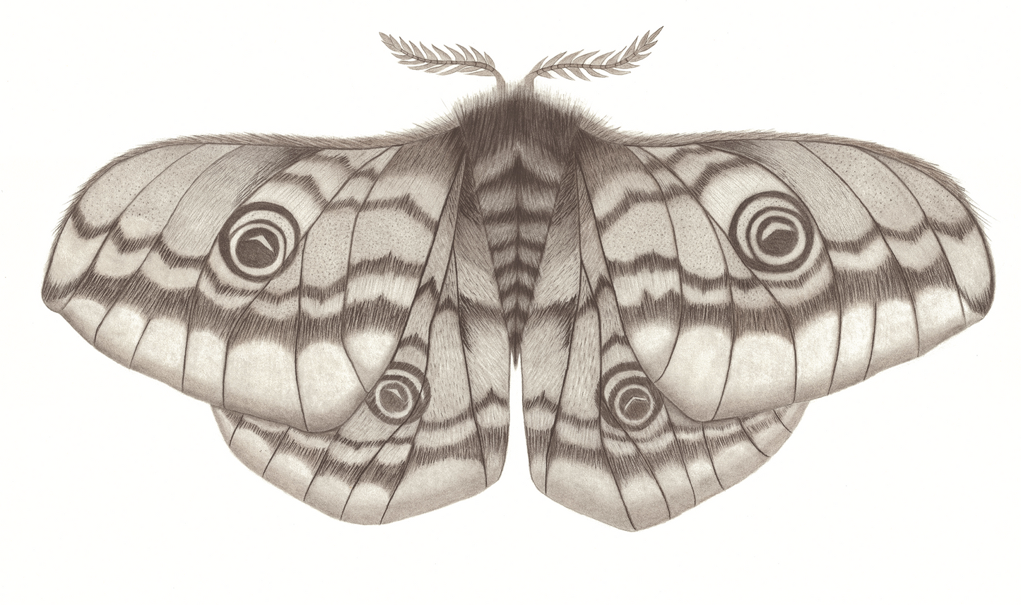 The Moth